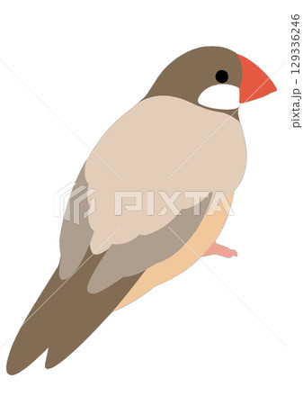 シンプルなシナモン文鳥のイラスト シンプルなシナモン文鳥のイラスト 129336246