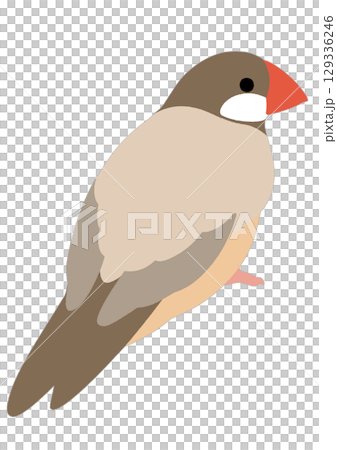 肉桂雀的簡單插圖 肉桂雀的簡單插圖 129336246