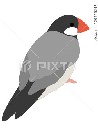 シンプルな文鳥のイラスト シンプルな文鳥のイラスト 129336247