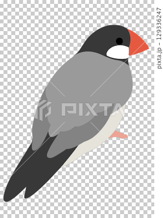 簡單的 Java 麻雀插圖 簡單的 Java 麻雀插圖 129336247