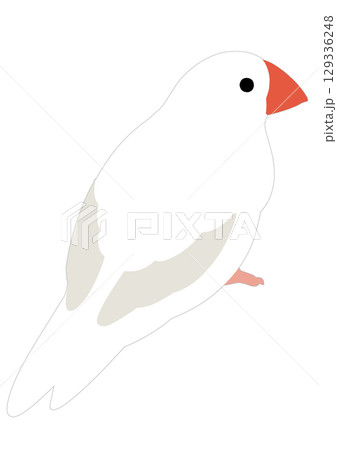 シンプルな白文鳥のイラスト 129336248