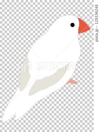 Simple illustration of a white java sparrow 129336248