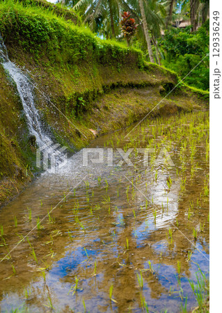 バリ島　ライステラス　トゥガララン棚田の風景 129336249