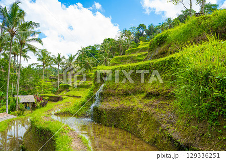 バリ島　ライステラス　トゥガララン棚田の風景 129336251