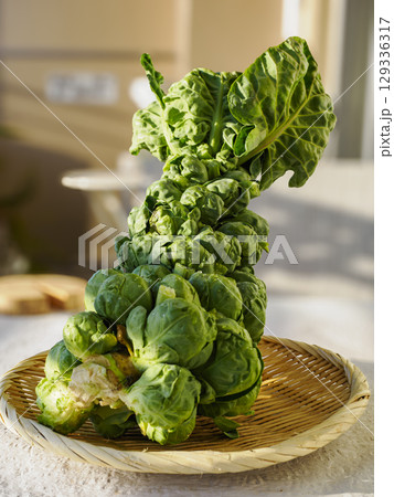 収穫したての芽キャベツ 収穫したての芽キャベツ 129336317