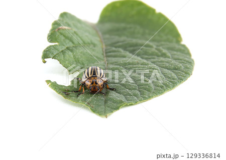 Colorado potato beetle eating potato leaf on white background 129336814