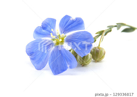 A stunning close-up showcases a bright blue flax flower in full bloom with seed pods. 129336817