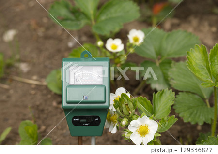 Soil Moisture Meter Amongst Blooming Strawberry Plants in a Garden Setting 129336827