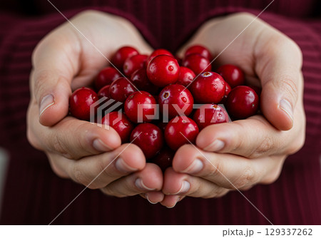 Closeup of Hands Holding Fresh Cranberries 129337262
