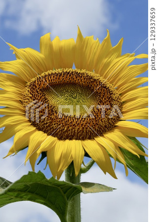 夏の空に咲く元気いっぱいの向日葵 129337659