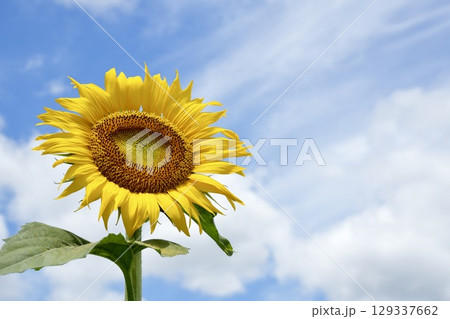 夏の空に咲く元気いっぱいの向日葵 夏の空に咲く元気いっぱいの向日葵 129337662
