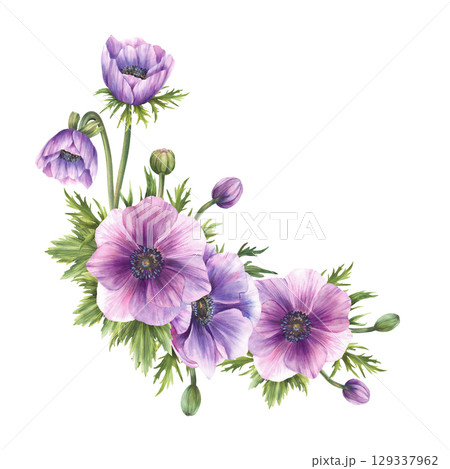Watercolor Anemone flowers bouquet. Purple realistic buds and green leaves. Bunch of flower for wedding, greeting card. Hand drawn semicircular arrangement illustration on isolated white background Watercolor Anemone flowers bouquet. Purple realistic buds and green leaves. Bunch of flower for wedding, greeting card. Hand drawn semicircular arrangement illustration on isolated white background 129337962