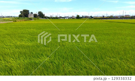 稲穂を付け始めた風に吹かれる真夏の田んぼ風景 稲穂を付け始めた風に吹かれる真夏の田んぼ風景 129338332
