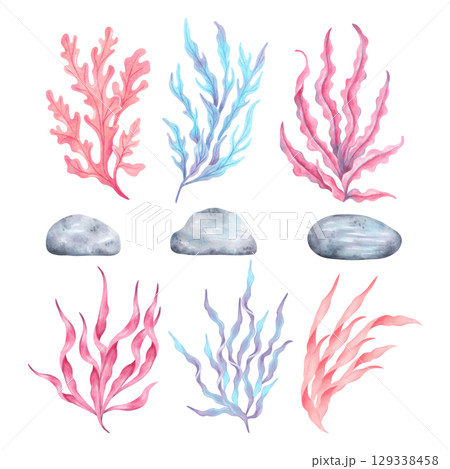Set of seaweed with stones. Watercolor illustration. Ocean botanical underwater algae. Hand drawn isolated image. Natural form of marine flora. Plants clipart for travel, tourism, childrens design. Set of seaweed with stones. Watercolor illustration. Ocean botanical underwater algae. Hand drawn isolated image. Natural form of marine flora. Plants clipart for travel, tourism, childrens design. 129338458