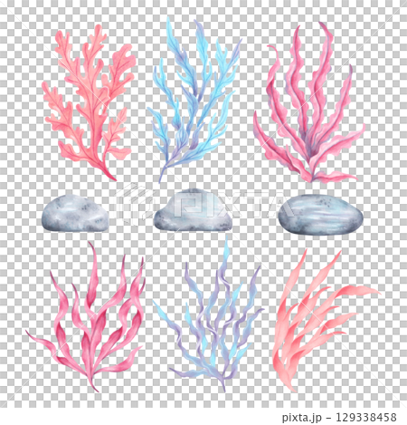 Set of seaweed with stones. Watercolor illustration. Ocean botanical underwater algae. Hand drawn isolated image. Natural form of marine flora. Plants clipart for travel, tourism, childrens design. 129338458