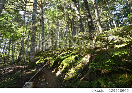 仙丈ヶ岳登山、山梨県 129338666