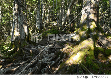 仙丈ヶ岳登山、山梨県 129338675