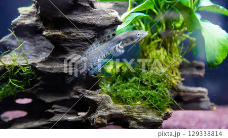 チャンナ・プルクラ チャンナ・プルクラ 129338814