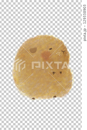 幸せそうなモルモットさん 幸せそうなモルモットさん 129338903