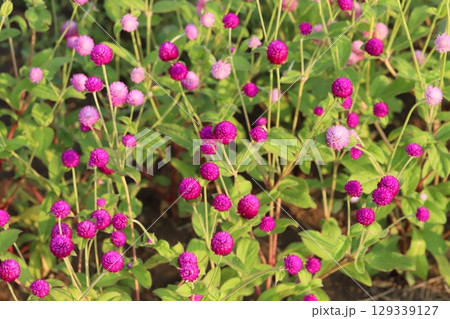 夏の庭に咲く薄桃色や濃い桃色の千日紅の花 夏の庭に咲く薄桃色や濃い桃色の千日紅の花 129339127