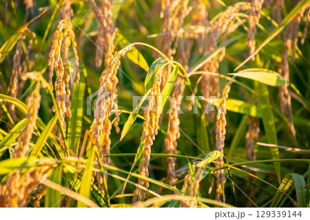 美味しそうなお米 129339144