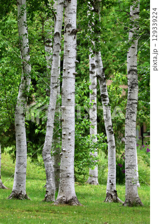 シラカバ・樹木・植物（北海道・旭川市） 129339224
