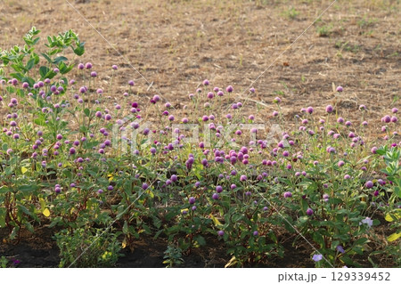 夏の公園に咲くピンク色の千日紅の花 129339452