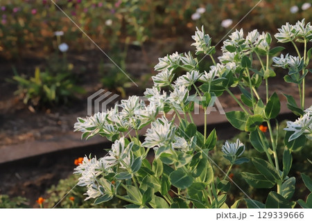 夏の公園に咲く緑色に白い縁取りの葉と小さい白い花のハツユキソウ 129339666