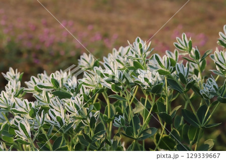 夏の公園に咲く緑色に白い縁取りの葉と小さい白い花のハツユキソウ 129339667