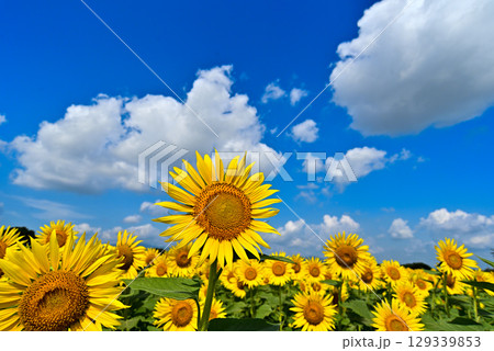 青空に向かって咲くひまわり 129339853