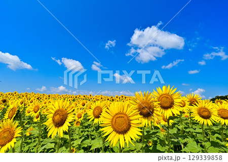 青空に向かって咲くひまわり 青空に向かって咲くひまわり 129339858