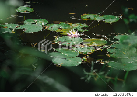 Water Lily Blooming Quietly in the River Water Lily Blooming Quietly in the River 129339860