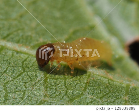 ブドウの葉の裏を歩く蛾の幼虫（前から20250804105600） 129339899