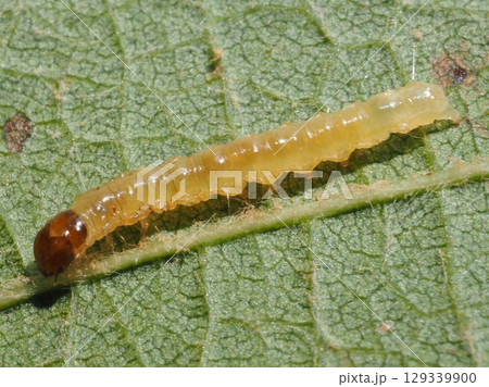 ブドウの葉に住んでいた蛾の幼虫（横から20250804105435） 129339900