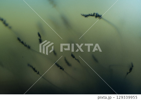 Blurred Wheat Shapes Behind Textured Glass 129339955