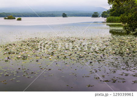 【北海道_函館市_大沼公園】睡蓮やネムロコウホネの出迎の大沼国定公園 129339961