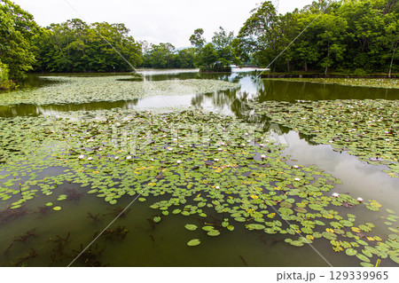 【北海道_函館市_大沼公園】睡蓮やネムロコウホネの出迎の大沼国定公園 【北海道_函館市_大沼公園】睡蓮やネムロコウホネの出迎の大沼国定公園 129339965