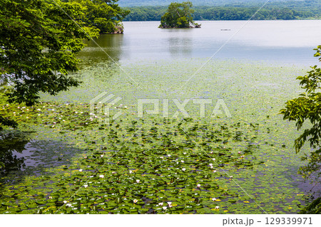 【北海道_函館市_大沼公園】睡蓮やネムロコウホネの出迎の大沼国定公園 【北海道_函館市_大沼公園】睡蓮やネムロコウホネの出迎の大沼国定公園 129339971