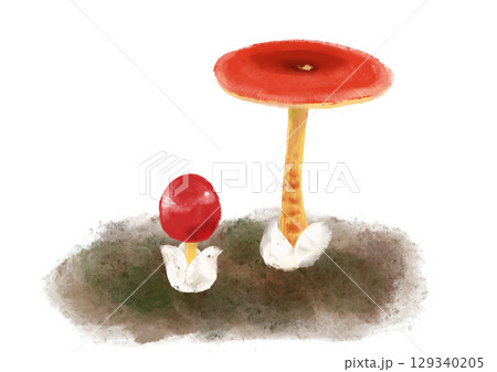 タマゴタケの幼菌と成菌のイラスト タマゴタケの幼菌と成菌のイラスト 129340205