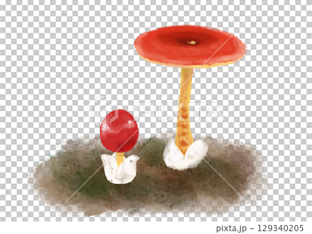 タマゴタケの幼菌と成菌のイラスト タマゴタケの幼菌と成菌のイラスト 129340205