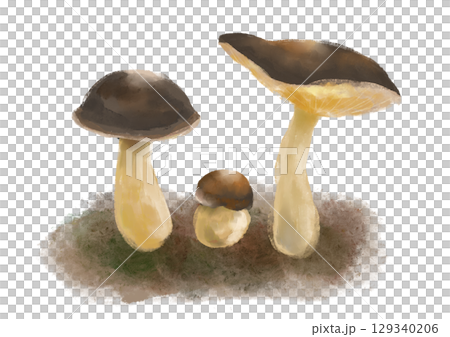 Illustrations of young, mature, and old boletus mushrooms Illustrations of young, mature, and old boletus mushrooms 129340206