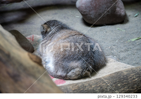 マヌルネコのお尻 後ろ姿 かわいい マヌルネコのお尻 後ろ姿 かわいい 129340233