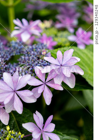 薄紫色のガクアジサイの花 薄紫色のガクアジサイの花 129340248