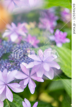 薄紫色のガクアジサイの花 129340249
