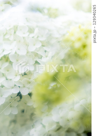 白い紫陽花とプリズム 129340265