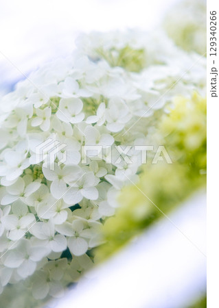 白い紫陽花とプリズム 129340266