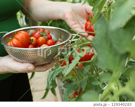 Ripe organic tomatoes in greenhouse in a garden ready to harvest. Fresh vegetables in woman's hands. Healthy food concept Ripe organic tomatoes in greenhouse in a garden ready to harvest. Fresh vegetables in woman's hands. Healthy food concept 129340283