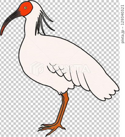 Japanese crested ibis illustration material Japanese crested ibis illustration material 129340321