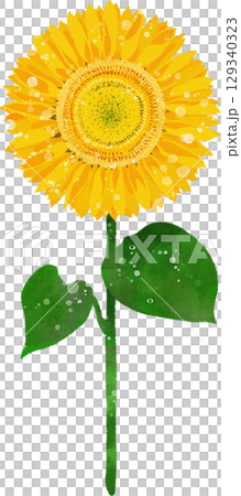被雨淋濕的向日葵的插圖素材 129340323