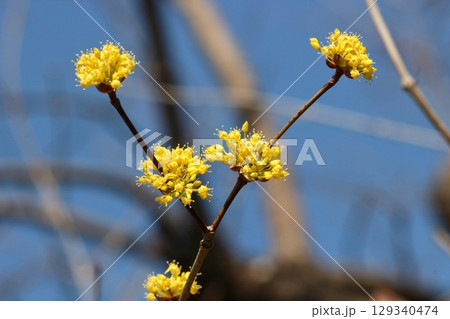 春を告げるサンシュユの花 春を告げるサンシュユの花 129340474